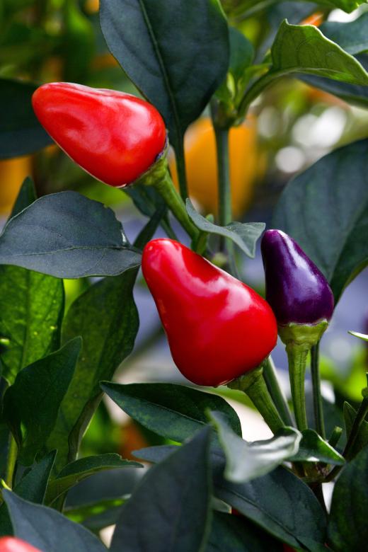 Free stock image of Spicy Peppers created by Pixabay