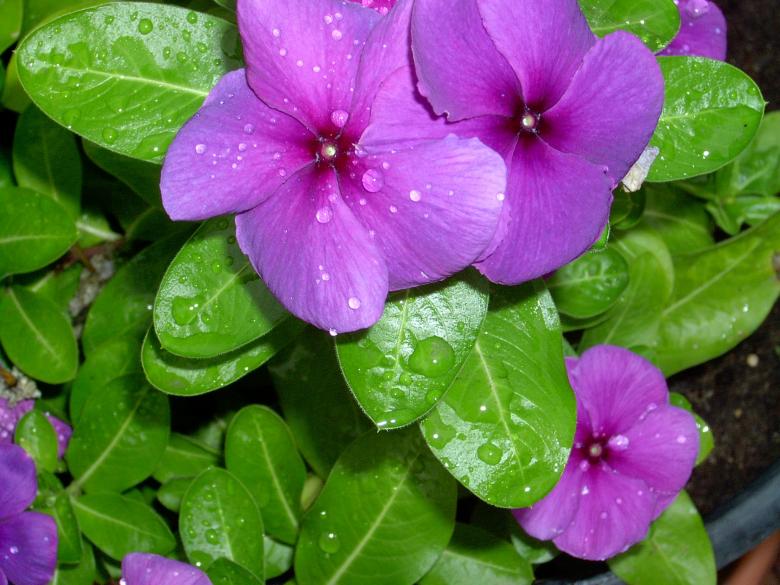 Free stock image of Fresh Periwinkle created by Pixabay