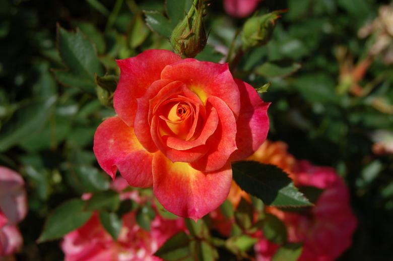 Free stock image of Fresh Rose created by Pixabay