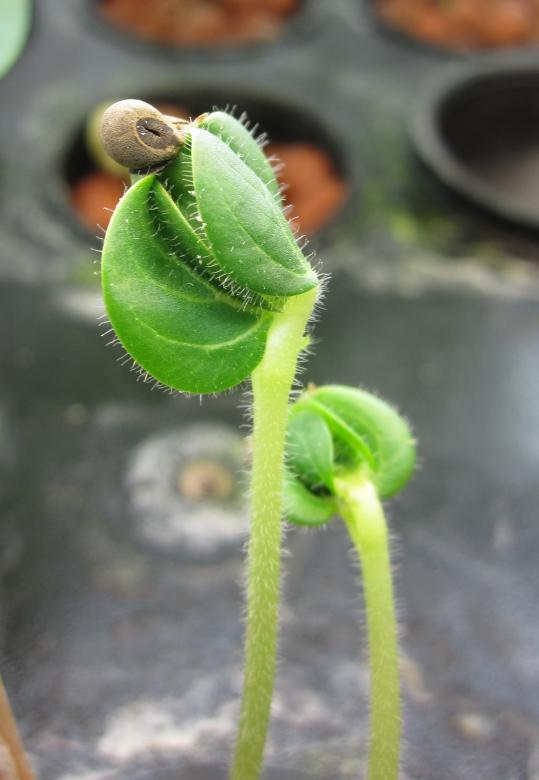 Free stock image of Green Seedling created by Pixabay