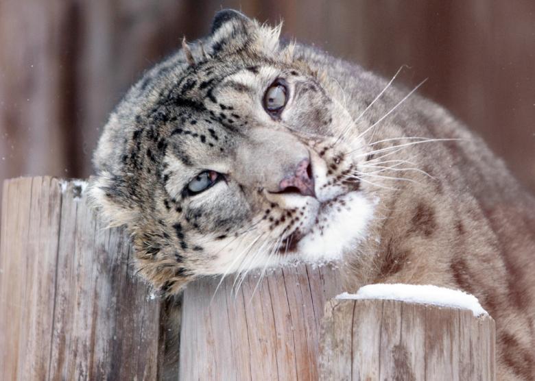 Free stock image of Snow Leopard created by Pixabay