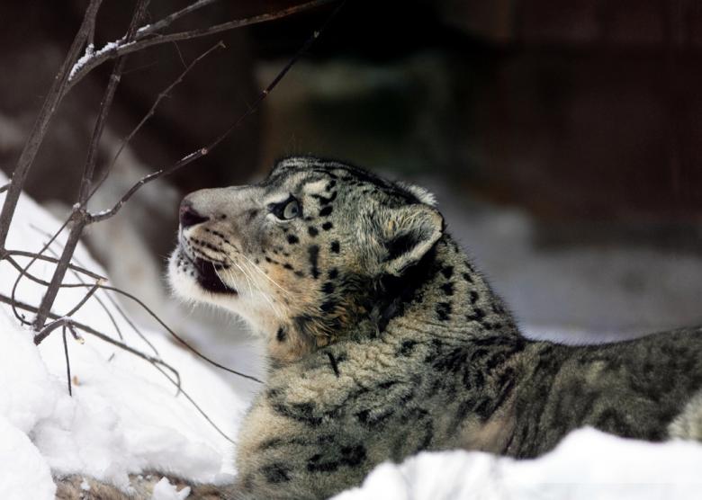 Free stock image of Snow Leopard Pose created by Pixabay