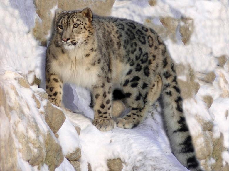Free stock image of Snow Leopard created by Pixabay