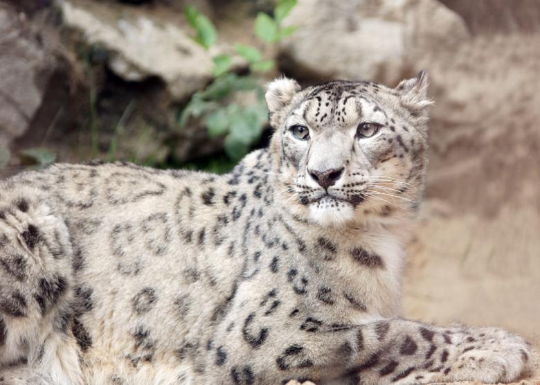 Free stock image of Snow Leopard Pose created by Pixabay
