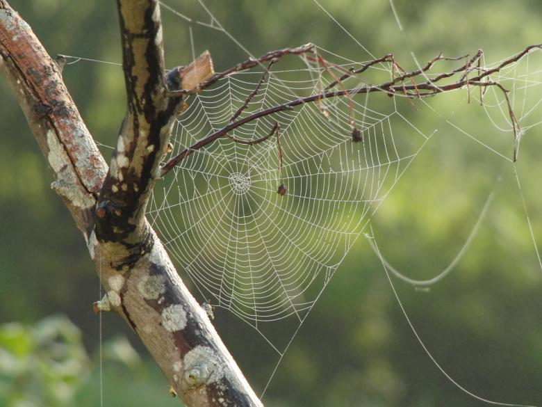 Free stock image of Spider Web created by Pixabay