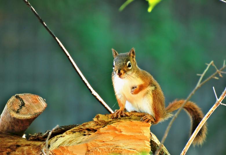 Free stock image of Wild Squirrel created by Pixabay