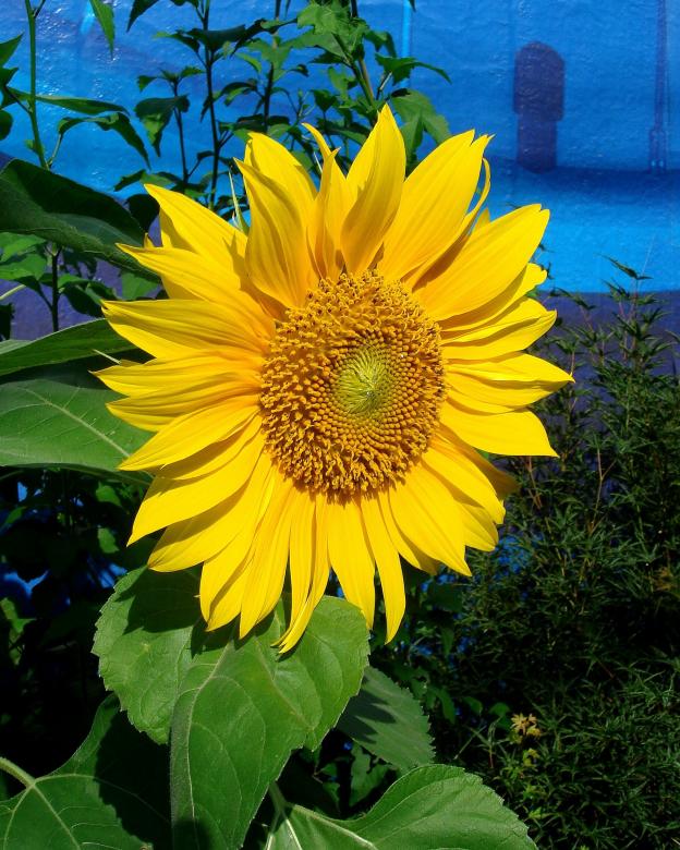 Free stock image of Sun Flower created by Pixabay