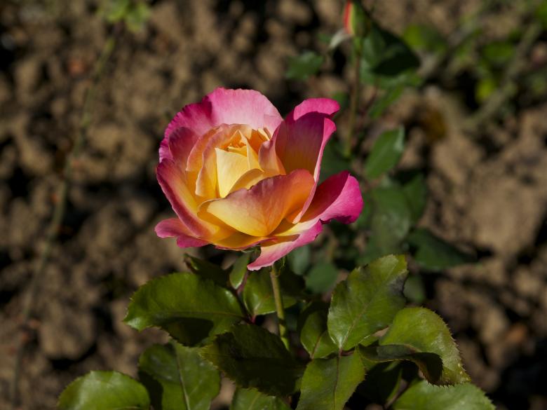 Free stock image of Tea Rose created by Pixabay