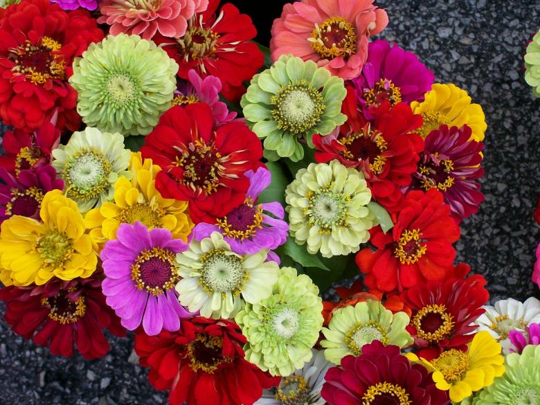 Free stock image of Fresh Zanias created by Pixabay