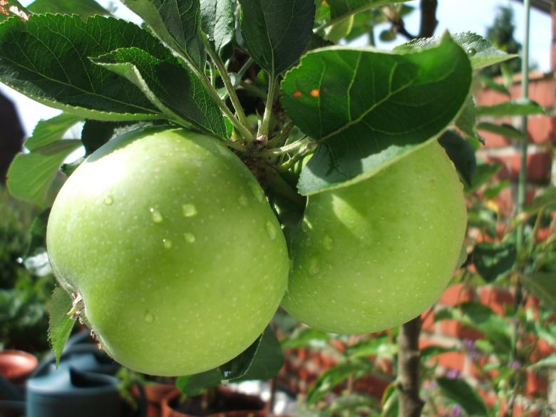 Free stock image of Fresh Green Apples created by Pixabay