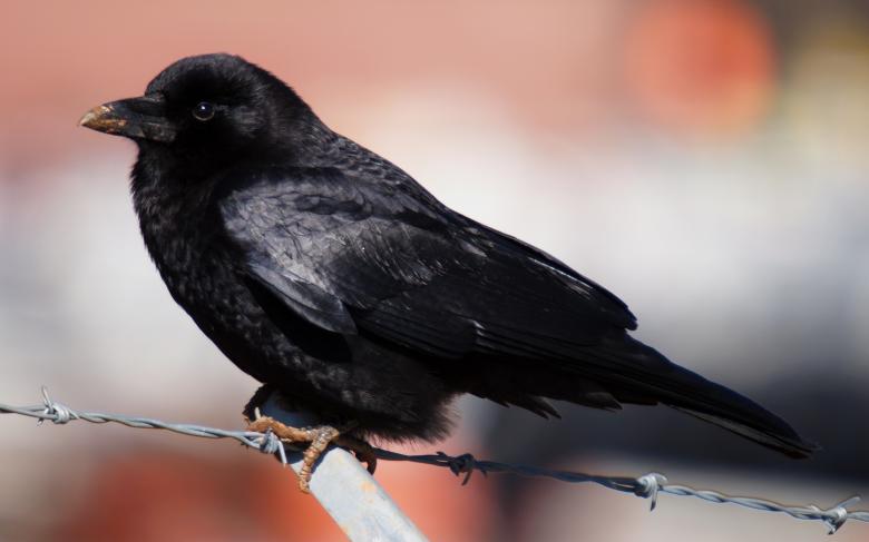 Free stock image of Black Bird created by Pixabay