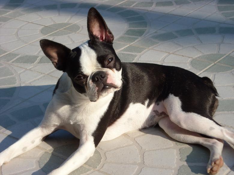 Free stock image of Canine Dog created by Pixabay