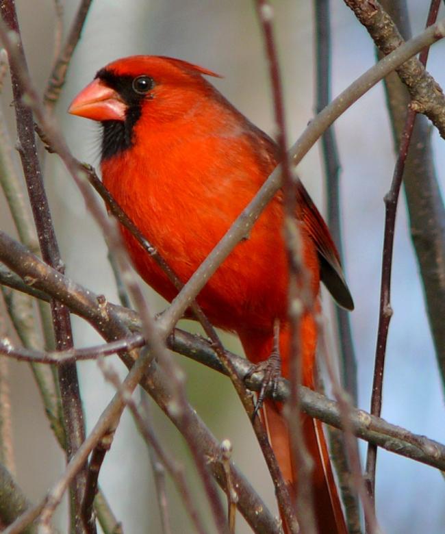 Free stock image of Red Cardinal created by Pixabay