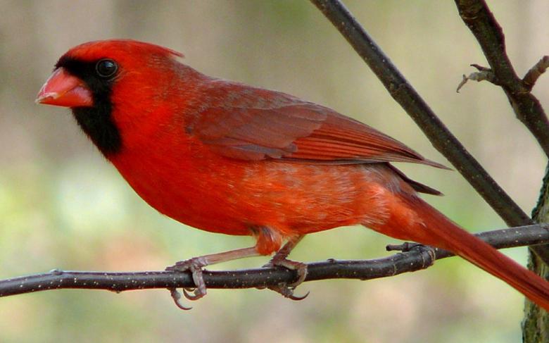 Free stock image of Red Cardinal created by Pixabay