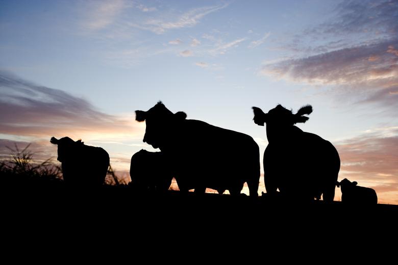 Free stock image of Dark Cattle created by Pixabay