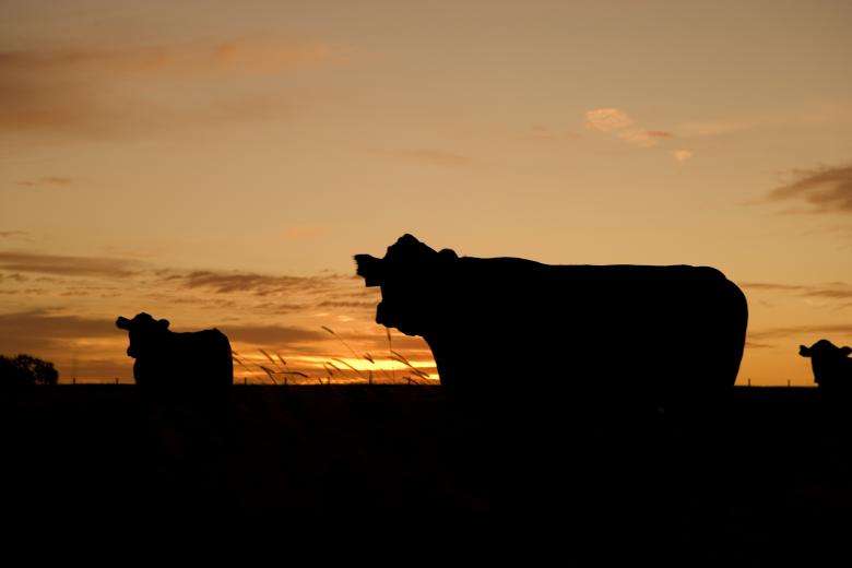Free stock image of Dark Cattle created by Pixabay