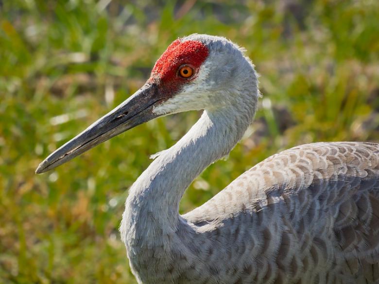 Free stock image of White Crane created by Pixabay