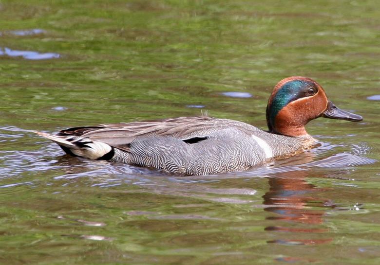 Free stock image of Duck in the Lake created by Pixabay