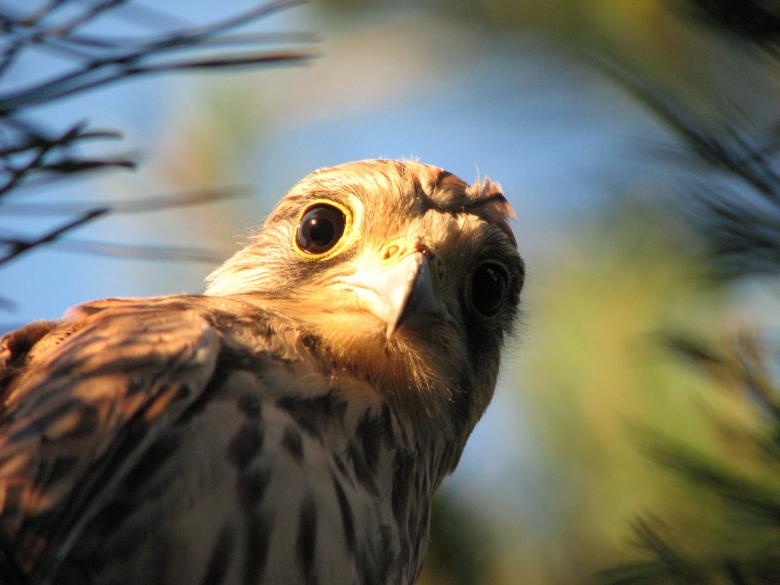 Free stock image of Falcon Staring created by Pixabay