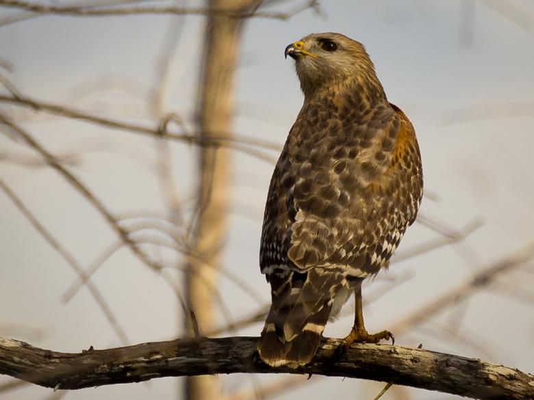Free stock image of Hawk on the Branch created by Pixabay