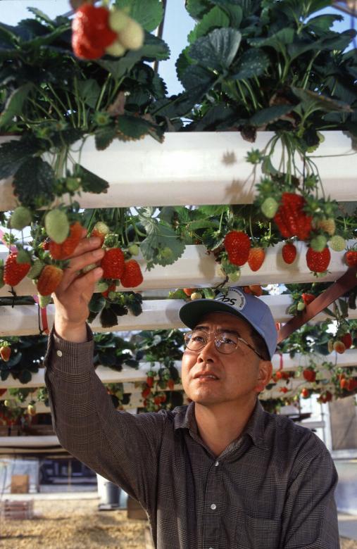 Free stock image of Hydroponic Farm created by Pixabay