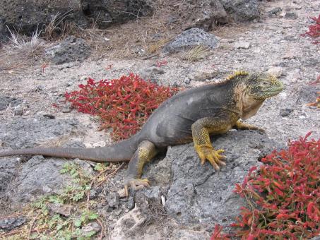 Free Stock Photo of Iguana