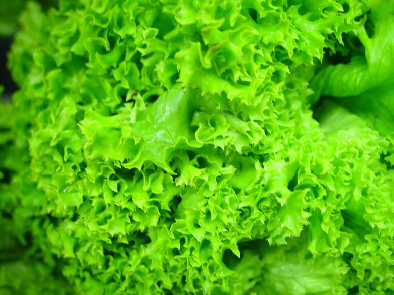 Free stock image of Fresh Lettuce created by Pixabay
