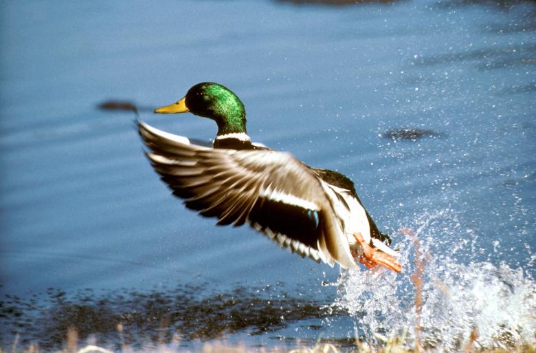 Free stock image of Mallard Duck created by Pixabay
