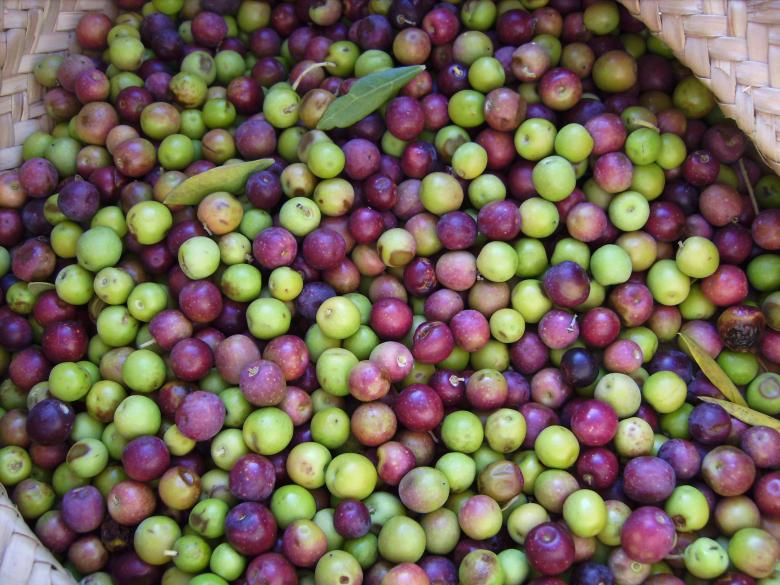 Free stock image of Fresh Olives created by Pixabay