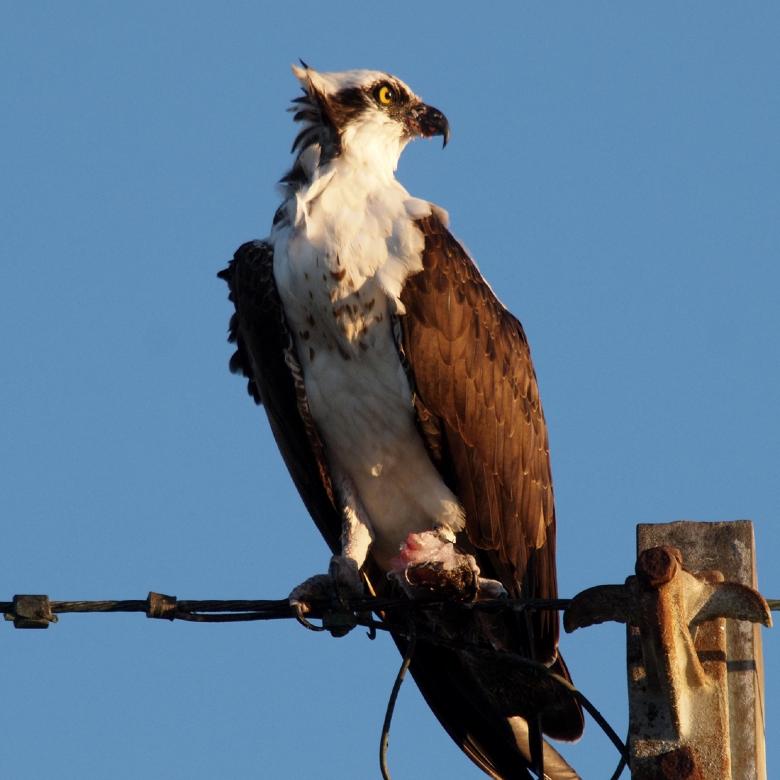 Free stock image of Osprey on Wire created by Pixabay
