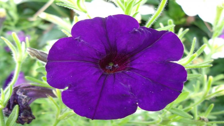 Free stock image of Fresh Petunia created by Pixabay