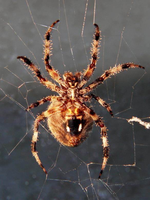 Free stock image of Spider Web created by Pixabay