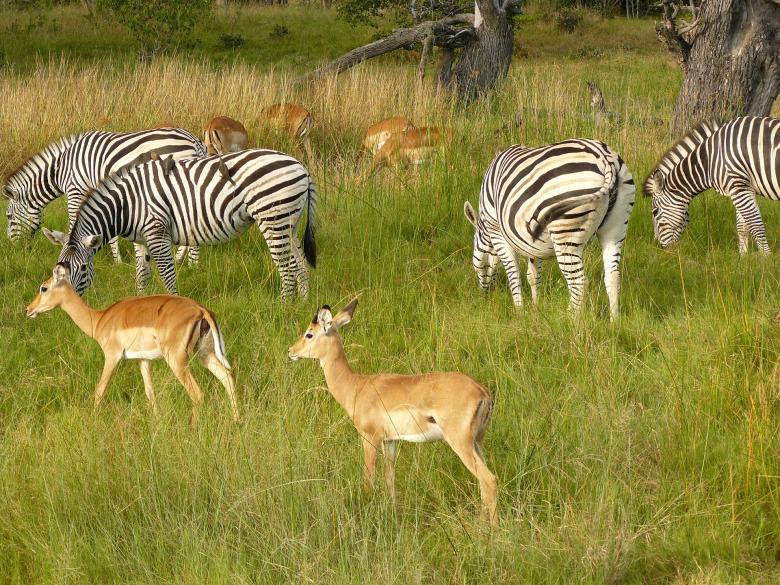 Free stock image of Animals in Jungle created by Pixabay