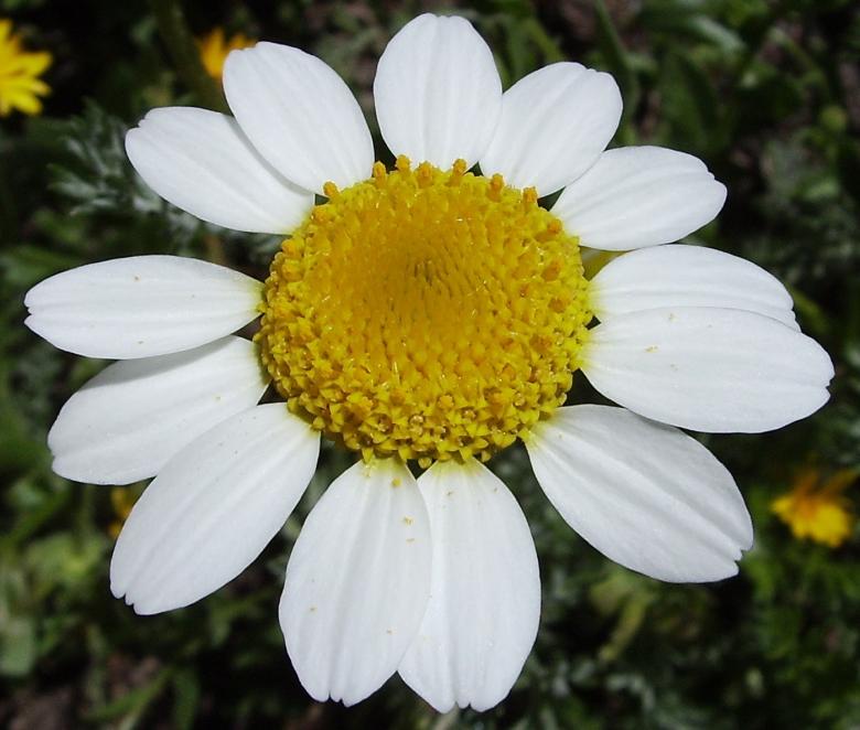 Free stock image of White Fresh Flower created by Pixabay