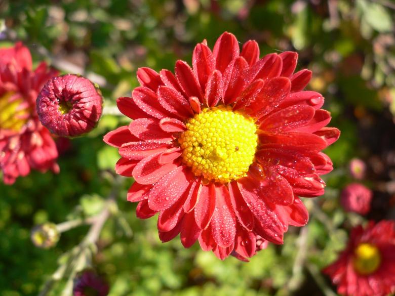 Free stock image of Blooming created by Pixabay