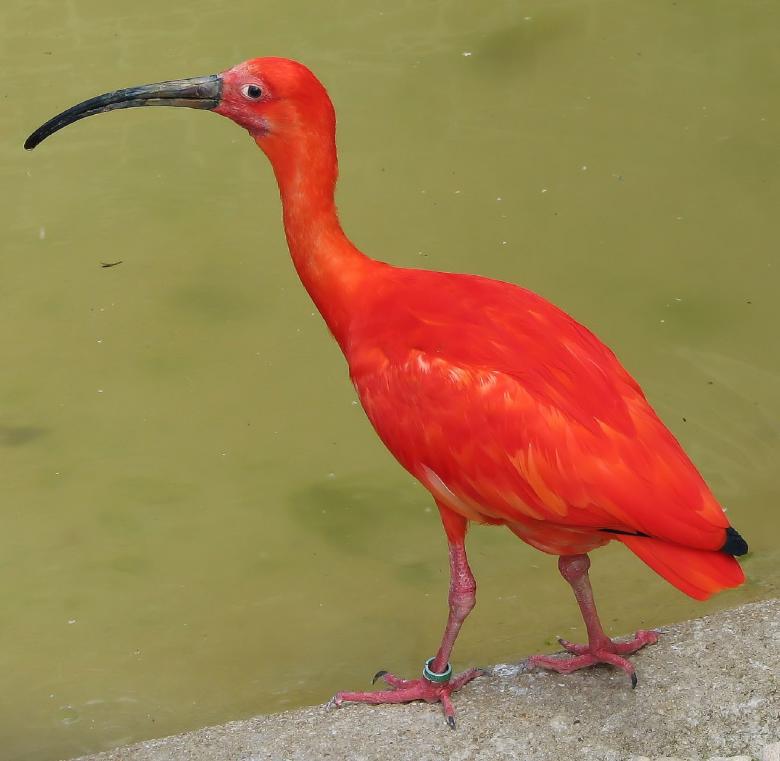 Free stock image of Red Ibis created by Pixabay