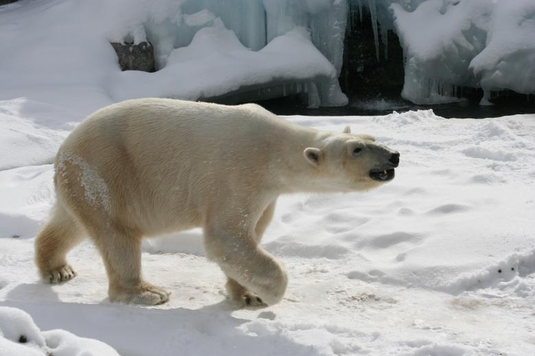 Free stock image of Polar Bear created by Pixabay