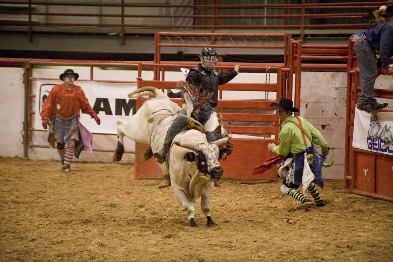 Free stock image of Bull Rider created by Pixabay