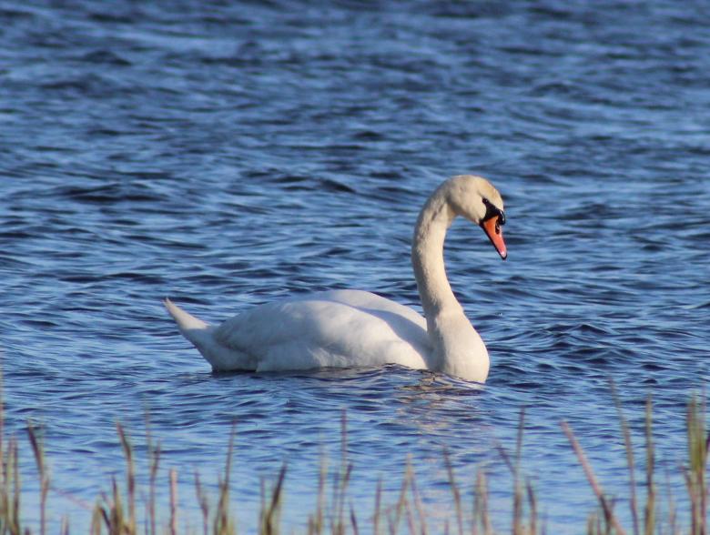 Free stock image of Swan in the Lake created by Pixabay