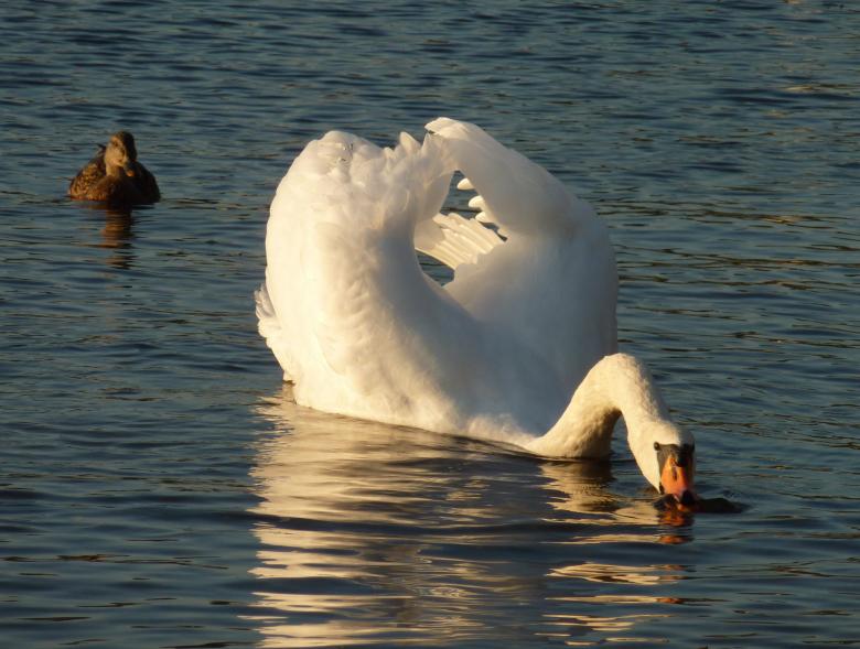 Free stock image of Swan in the Lake created by Pixabay