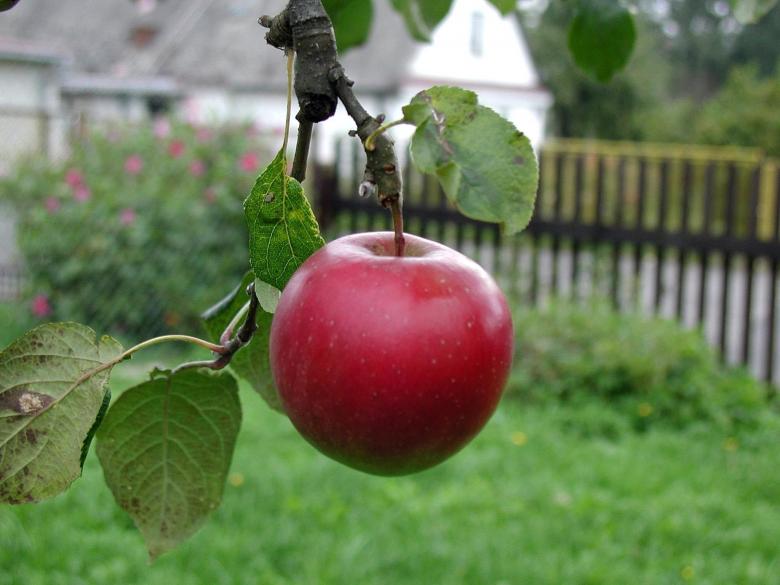 Free stock image of Red Apple created by Pixabay