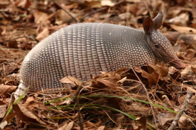 Free stock image of Wild Armadillo created by Pixabay
