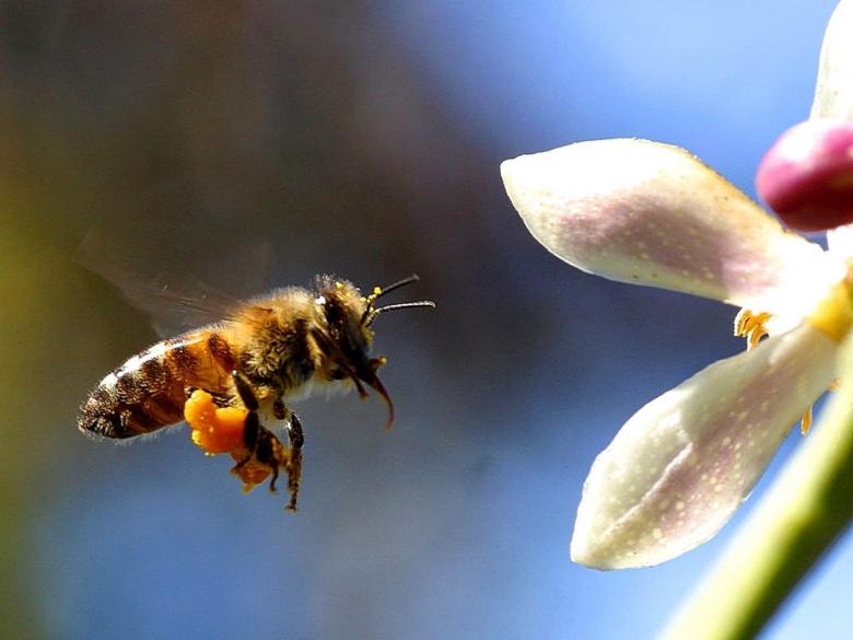 Free stock image of Bee in the Garden created by Pixabay