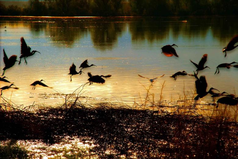 Free stock image of Birds Flying created by Pixabay
