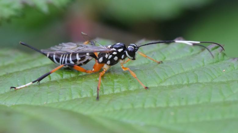 Free stock image of Wild Borer created by Pixabay