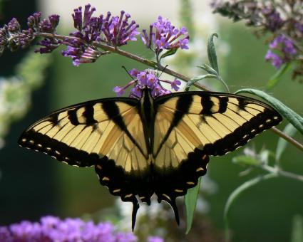 Free Stock Photo of Butterfly in the Garden