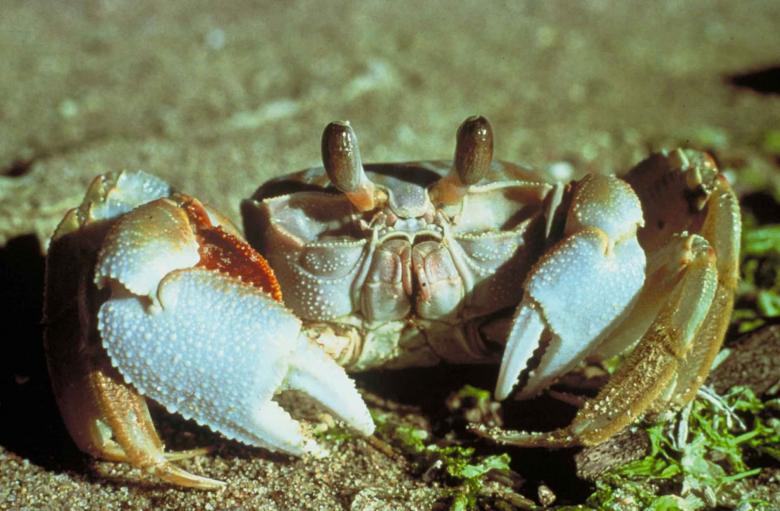 Free stock image of White Crab created by Pixabay