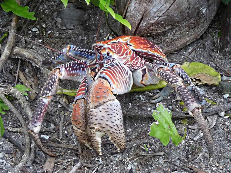 Free stock image of Wild Crab created by Pixabay