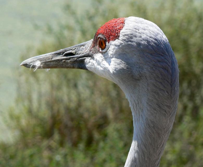 Free stock image of Crane Upclose  created by Pixabay