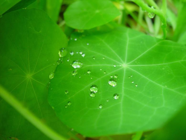 Free stock image of Raindrops on the Leave created by Pixabay